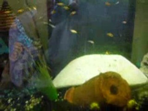 Mes alevins platys et guppys