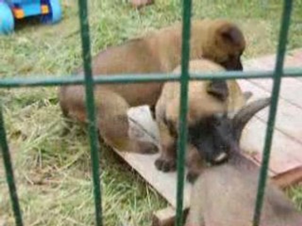 Diuke malinois de 5 semaines