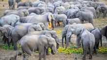 Hundreds Of Elephants Descend On Valley To Eat Estate's Discarded Fruit | Wild-ish TV