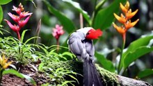 BEAUTIFUL BIRD SONGS