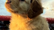 Rescue Puppy's First Snowflake Lands on Its Nose ❄️🐾