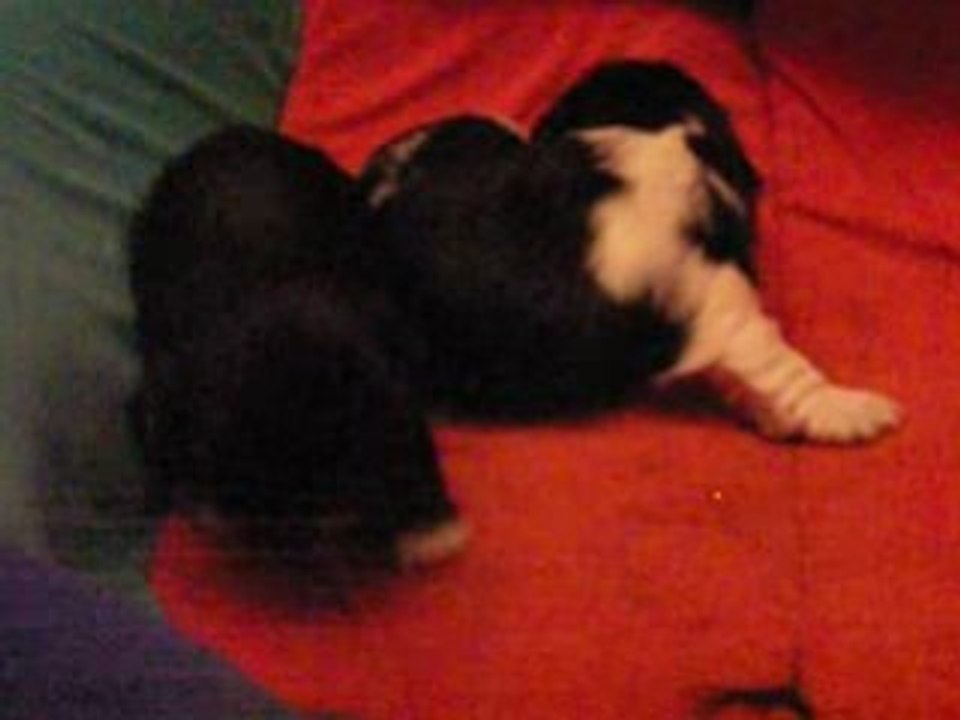 Cayla & Cassis