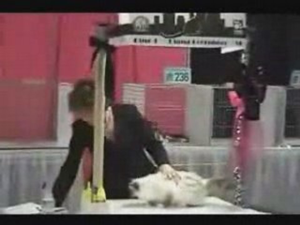 WORLD SHOW NEW YORK  CFA I AM  USA   CAT CHAMPIONSHIP