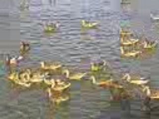 nous et les canards