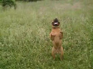 dressage staff 2