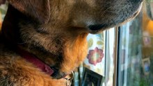 He Waits at the Window Every Day for His Family to Come Home 🐶🐾