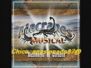 Alacranes Musical - No voy a llorar