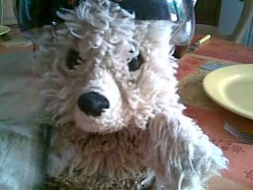 Berni star au japon