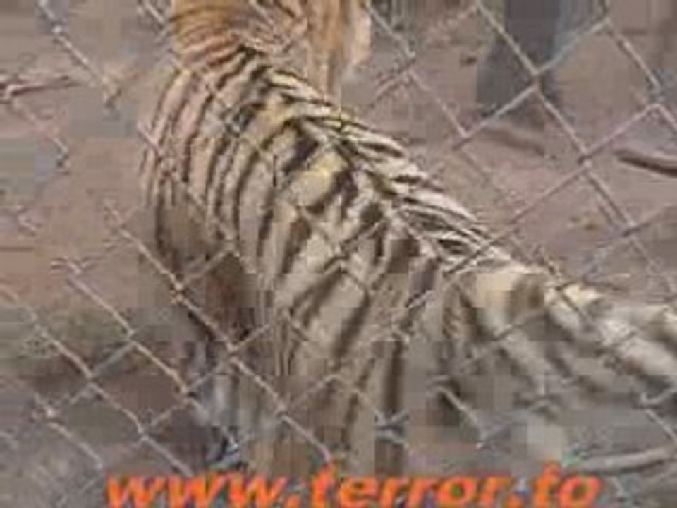 Tiger Piss Attack