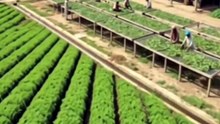 Kisan Welfare: How Stevia (Natural Sugar) Brings High Profits