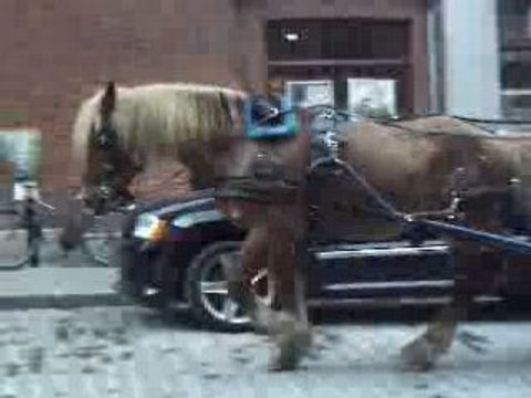 Calèche dans le Vieux-Montréal