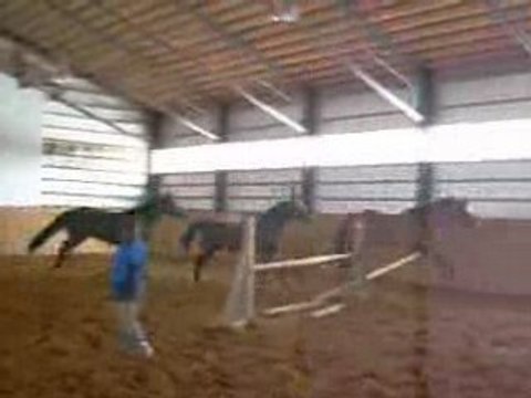 Troupeau de juments des Pins en saut en liberté