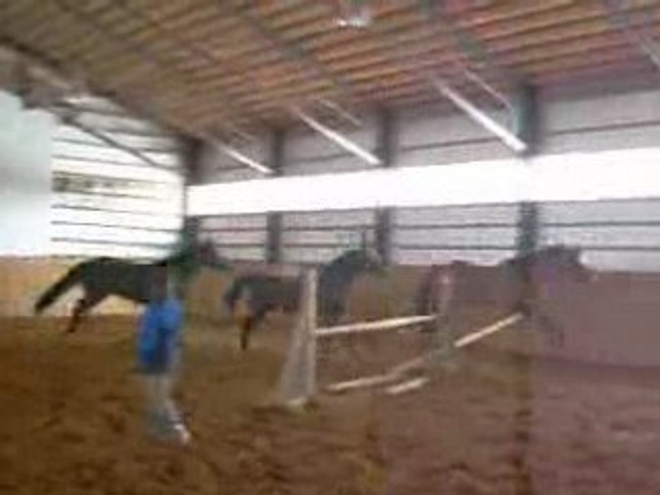 Troupeau de juments des Pins en saut en liberté