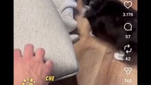 Animali doppiati