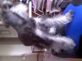 The Miniature Schnauzer