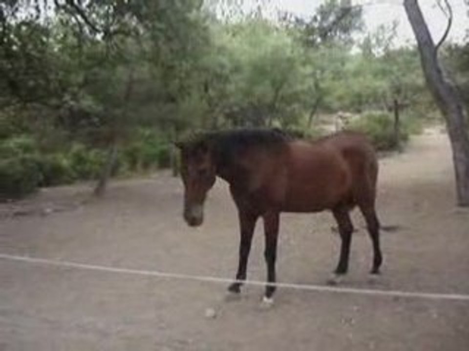 mon cheval et moi
