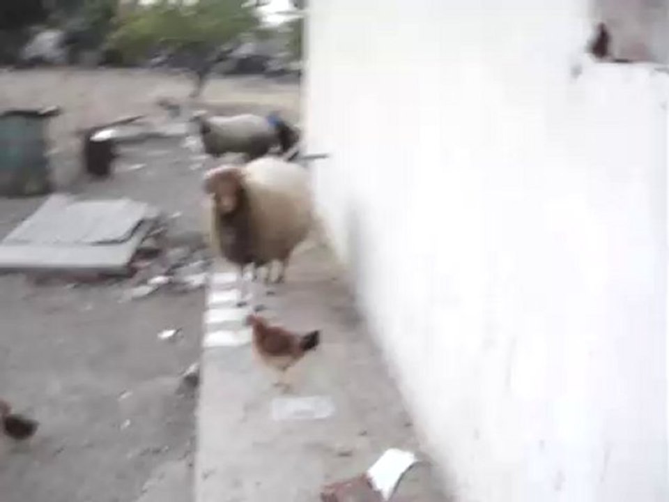 mouton tunisien