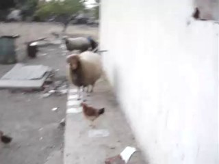 Mouton Tunisien: Eddekhilla en Tunisie 🐑