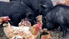 Millie, the pigs totally agree 🤭🐗🤎 #pigs #fypage #farm #CapCut