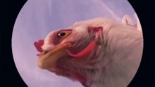 Our chicks have just joined the trend 🤭🐔 #fyp #pedropedropedropedro #trending #pedro #meme #c