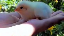little chick, just 1 day old 😍 how couldn_t we love it_! #fypage #chicken #babychicks #cute #b