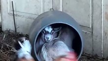 🙋🏻‍♂️ Who else_ #party #goat #fyp #babygoat