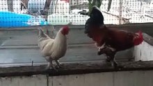 these chicks love great old songs 🎶🐔#chicken #farm #music #fyp