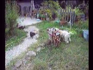 Copains comme cochons