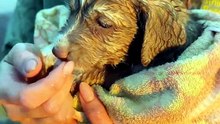 Rescued Puppy's Tiny Thank-You Kisses After Storm Drain Rescue 🐶🐾