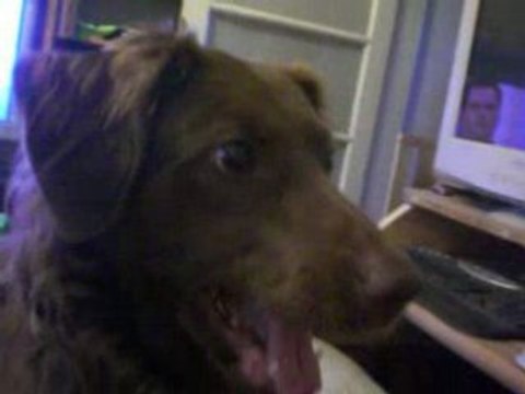 Caramel le chien bo gosse veut jouer cold case le laisse froid ^^