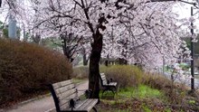 Sous l’Arbre en Fleurs – Musique Relaxante