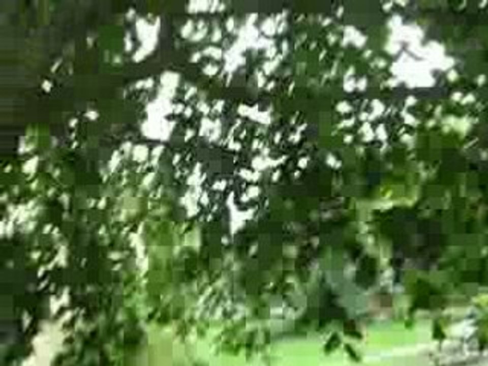 Mésange qui vient dans la main