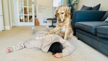 Golden Retriever Fakes a Faint and Confuses His Family
