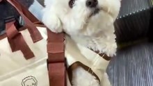 Portable Dog Carrier Handbag | Crossbody Pet Sling