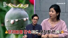 중국에게 걸린 '마약 거래'! 책임은 한 사람에게 몰아주기? '43호'의 서러움 ㅠㅠ