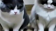 funny cat cool [720]