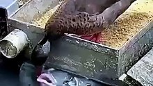 Duck sharing its feed with fishes [368p]