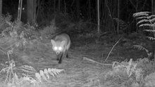 Hidden Forest Camera Reveals Night Wildlife in the Woods