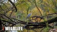 Grey Heron in a Hidden Wetland | Wildlife Camera Footage