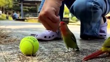 The Call of a Lovebird Lear… Learned Pretty Much Everything 🦜