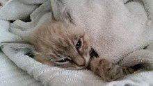 Emaciated Kitten Survives the Night: Feral Colony Rescue Story