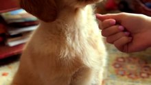 Rescue Puppy Learns 'Paw' and Earns the Proudest Treat 🐶🐾