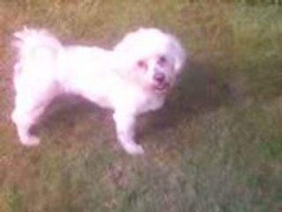 Mon chien - Sofiane