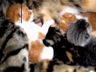 Naissances au Château des Félins !!..