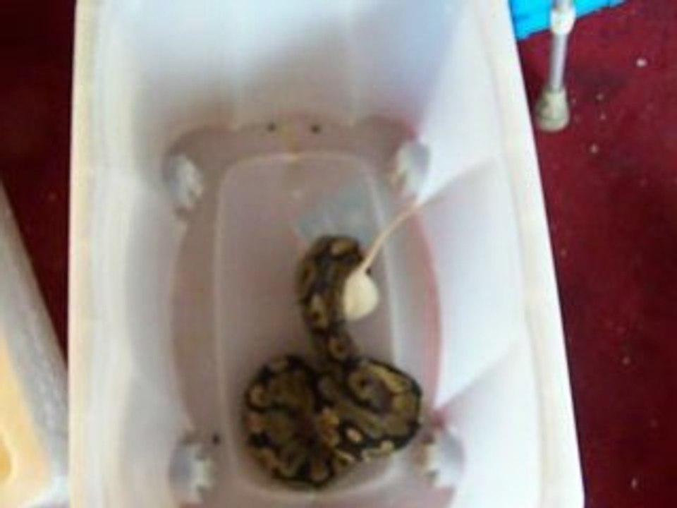 python regius vs rat