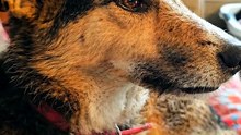Shelter Dog Hears His New Name — Watch His Ears Perk Up 🐶🐾