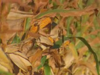 Paul Aasness Discusses Biotechnology