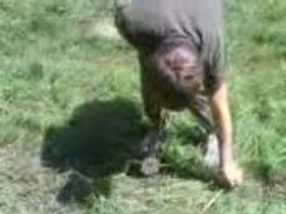 Le HuntSheep
