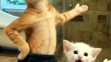 Two Cute Cats Dancing in Style! 🕺🔥 | Cutest Cat Dance Ever #Shorts