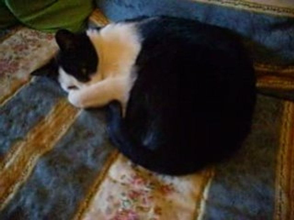 IMG_0002 la rina de la casa animales